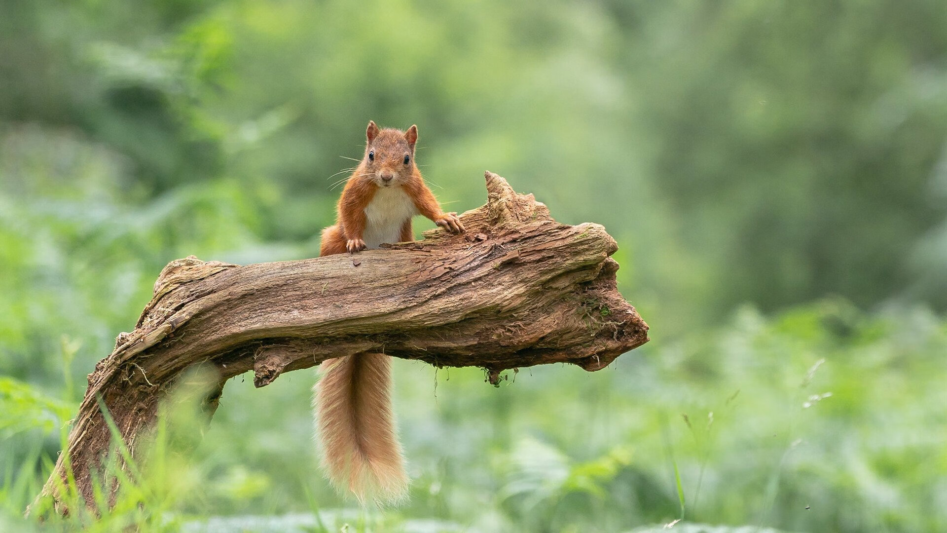 九游登录入口-克罗地亚马术协会与亚洲马术协会建立合作关系，推动区域发展。