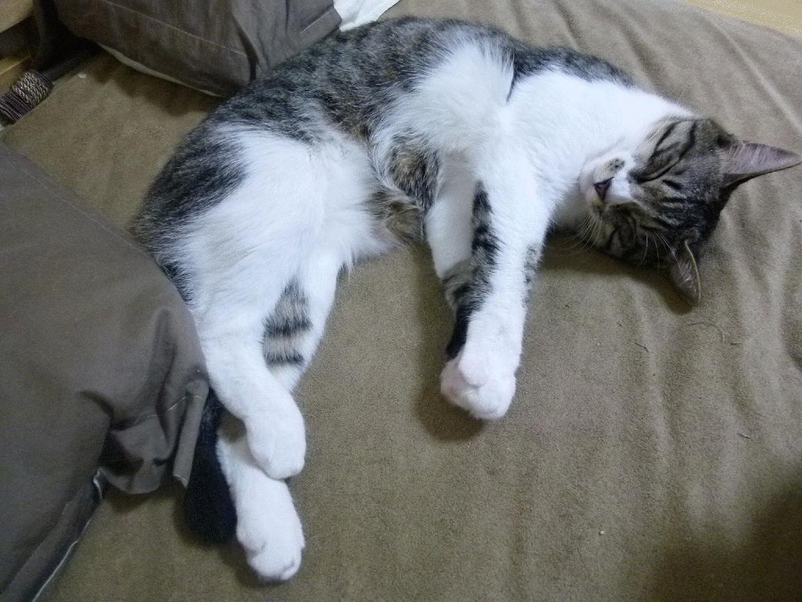 各级联赛转播合作项目频繁，提升赛事影响力，赛事转播是什么意思